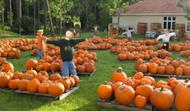Pumpkin Patches in Naples